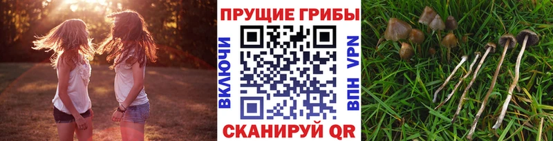 магазин  наркотиков  Зубцов  Галлюциногенные грибы ЛСД 